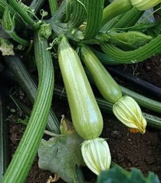 Насіння кабачка Сциллі F1, п.о. 500 насінин (Seminis)