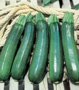 Семена кабачка Тармино F1, п.е. 500 семян (Clause)