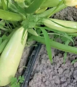 Семена кабачка Теренум F1, п.е. 2500 семян (Spark Seeds)