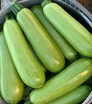 Насіння кабачка Інеса F1, п.о. 500 насінин (Enza Zaden)