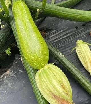 Насіння кабачка Інеса F1, п.о. 500 насінин (Enza Zaden)