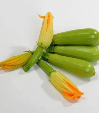 Насіння кабачка Хіба F1, п.о. 500 насінин (Sakata)