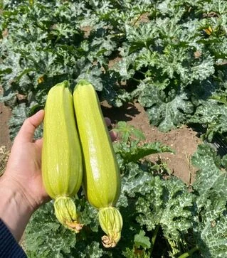 Насіння кабачка Хіба F1, п.о. 500 насінин (Sakata)
