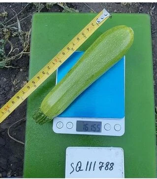 Насіння кабачка Юліан F1, п.о. 500 насінин (Sakata)