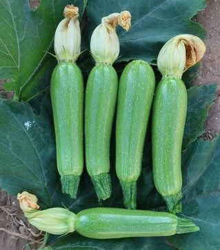 Насіння кабачка Юліан F1, п.о. 500 насінин (Sakata)