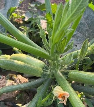 Насіння кабачка Юліан F1, п.о. 500 насінин (Sakata)