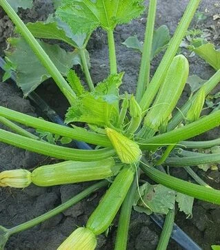 Насіння кабачка Юліан F1, п.о. 500 насінин (Sakata)