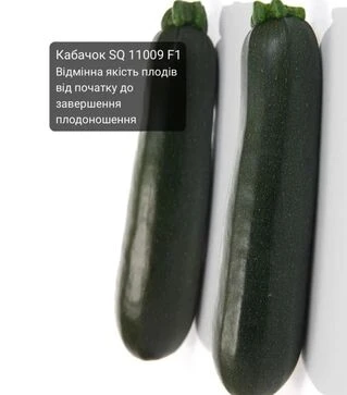 Семена кабачка SQ 11009 F1, п.е. 500 семян (Sakata)