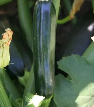 Насіння кабачка Стартгрин F1, 50 г (Semo)