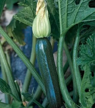 Насіння кабачка Супремо F1, п.о. 1 тис. насінин (Syngenta)