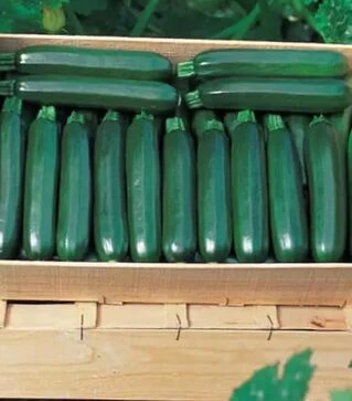 Насіння кабачка Кора F1, п.о. 500 насінин (Clause)