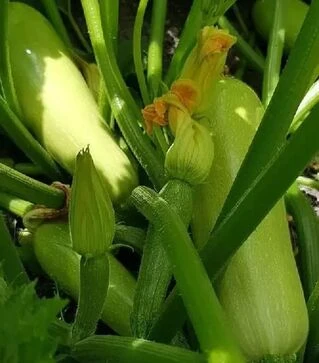 Семена кабачка Рэнди F1 (INX 5286), п.е. 500 семян (Innova Seeds)