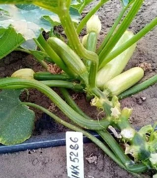 Семена кабачка Рэнди F1 (INX 5286), п.е. 500 семян (Innova Seeds)