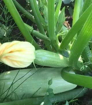 Семена кабачка Рэнди F1 (INX 5286), п.е. 500 семян (Innova Seeds)