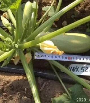 Семена кабачка Рэнди F1 (INX 5286), п.е. 500 семян (Innova Seeds)