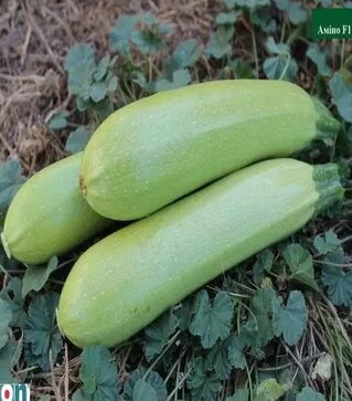 Насіння кабачка Амино F1, п.о. 500 насінин (Ergon)