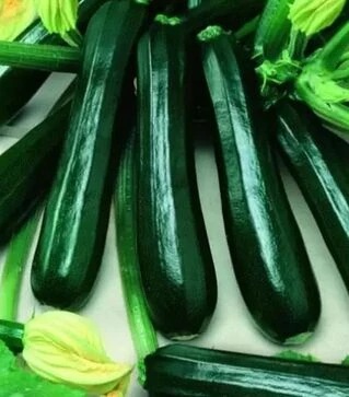 Насіння кабачка Гамбит F1, 50 г (Semo)