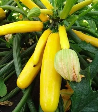 Семена кабачка Паладин F1, 1 кг (Moravoseed)