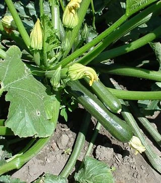 Семена кабачка Лейла F1, п.е. 250 семян (Enza Zaden)