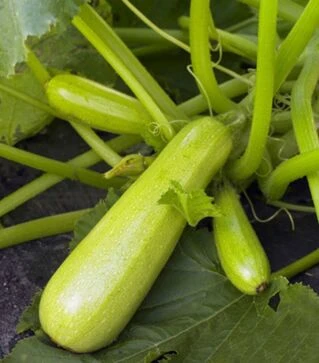 Насіння кабачка Імператор F1, п.о. 100 насінин (Sakata)