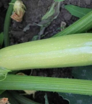 Насіння кабачка Ардендо 174 F1, п.о. 50 насінин (Enza Zaden)