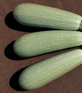 Насіння кабачка Асма F1, п.о. 2,5 тис. насінин (Clause)