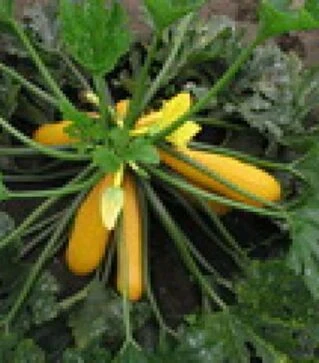 Насіння кабачка Голдлайн F1, п.о. 50 насінин (Semo)