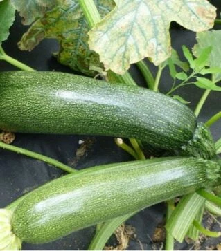 Насіння кабачка Джигонал F1, п.о. 50 насінин (Semo)