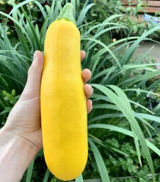 Насіння кабачка Еклер F1 (PL 6010), п.о. 100 насінин (Asia Seed)