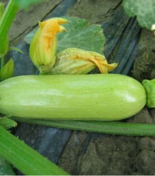 Насіння кабачка Кавілі F1, п.о. 5 насінин (Nunhems)