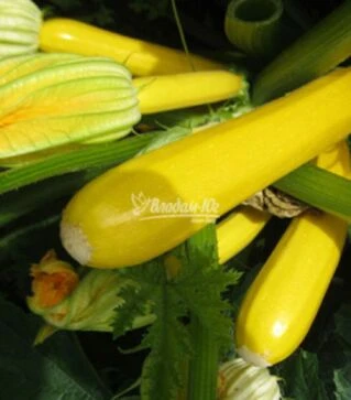 Насіння кабачка Мері Голд F1, п.о. 500 насінин (Clause)