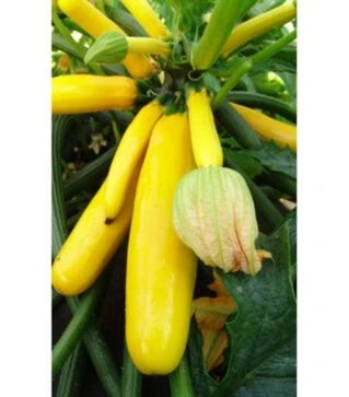 Насіння кабачка Паладин F1, 1 кг (Moravo Seed)