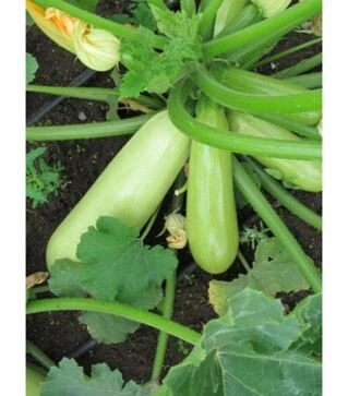 Насіння кабачка Ріка F1, п.о. 500 насінин (United Genetics)