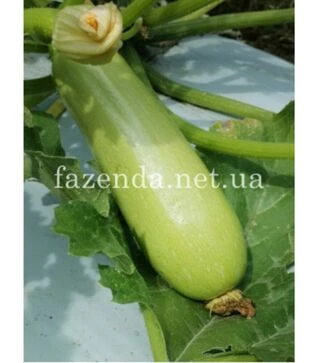 Насіння кабачка Реггі (ІНХ 1424) F1, п.о. 100 насінин (Innova Seeds)