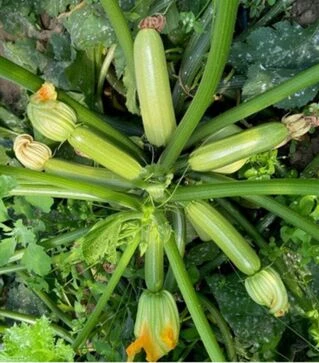 Насіння кабачка Саміра F1, п.о. 500 насінин (Clause)