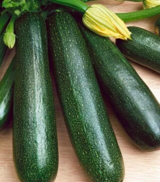 Насіння кабачка Стартгрін F1, 50 г (Semo)