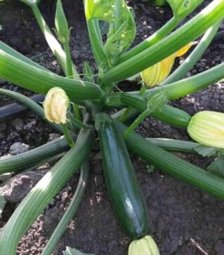 Насіння кабачка Супремо F1, п.о. 500 насінин (Syngenta)