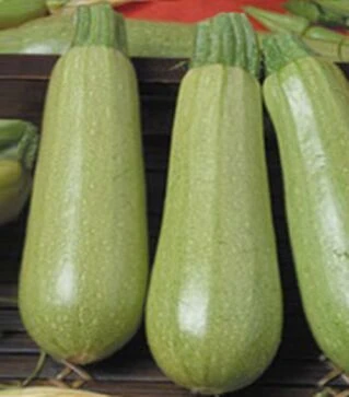 Насіння кабачка Сціллі F1, п.о. 500 насінин (Seminis)