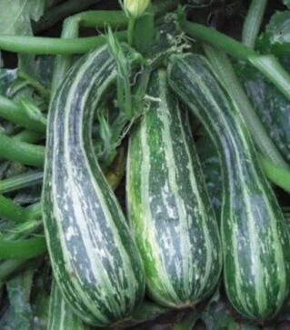 Насіння кабачка Тапір, 1 кг (Moravo Seed)