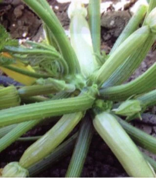 Насіння кабачка Хепі Мен F1, п.о. 250 насінин (Erste Zaden)