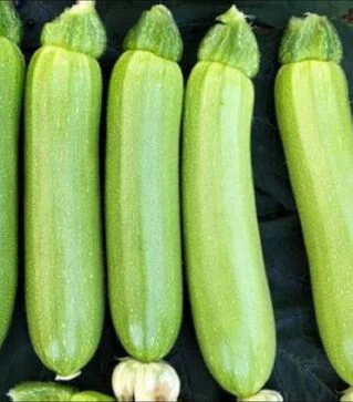 Насіння кабачка Родан F1, п.о. 250 насінин (Libra Seeds)