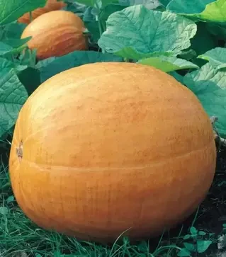 Насіння гарбузу Голіаш, 500 г (Semo)