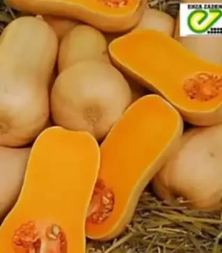 Семена тыквы Тиана F1, п.е. 500 семян (Enza Zaden)