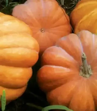 Насіння гарбузу Мускат де Прованс, 500 г (Clause)