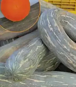 Насіння гарбузу Лунга Пієна ді Наполі, 500 г (Коуел)