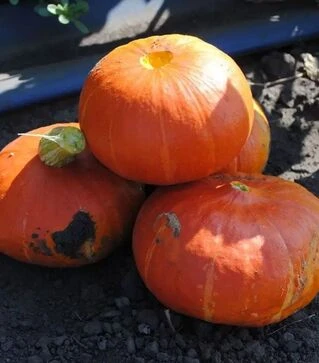 Семена тыквы Брайт Саммер F1, п.е. 250 семян (Vitalis)