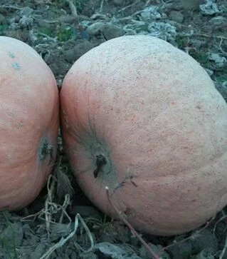 Насіння гарбузу Велтруска Обровськая, 500 г (Moravoseed)