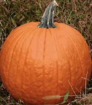 Насіння гарбузу Гладіатор F1, п.о. 1 тис. насінин (Clause)