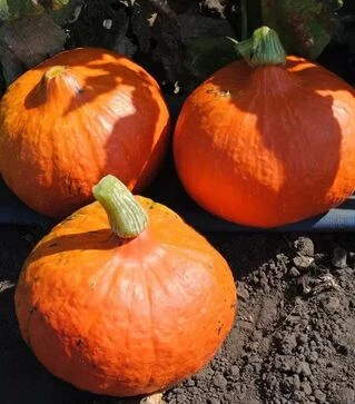 Насіння гарбузу Оранж Саммер F1, п.о. 250 насінин (Vitalis)