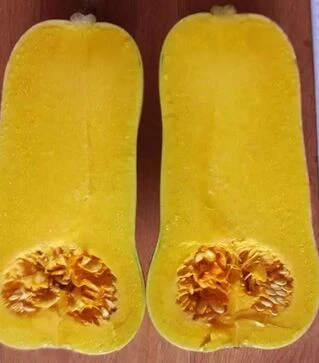 Насіння гарбузу Сібель, п.о. 1 тис. насінин (Clause)